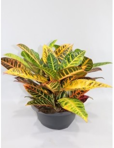 Codiaeum Var Petra M27 planta de interior follaje multicolor tamaño grande