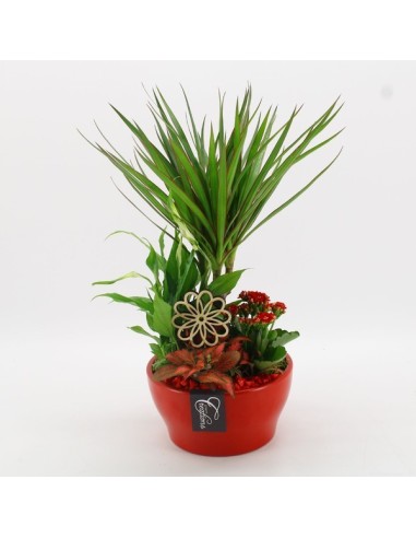 Composición Floral Basic BACR-2509R M19 Flores Frescas en Maceta de 19 cm
