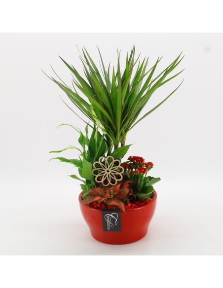 Composición Floral Basic BACR-2509R M19 Flores Frescas en Maceta de 19 cm