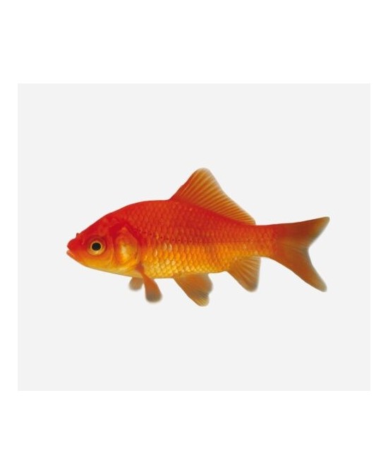 **COMETA ROJO 4-5 CM
