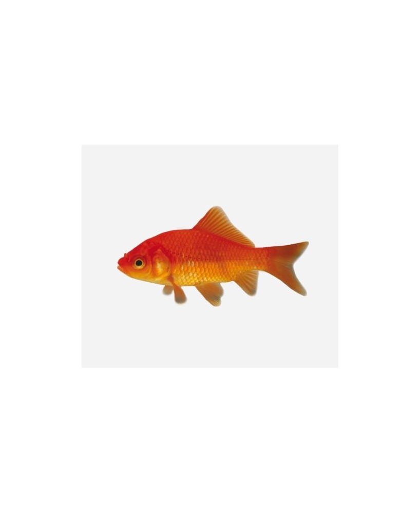 **COMETA ROJO 4-5 CM