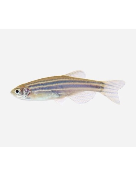 DANIO CEBRA 2-2,5CM