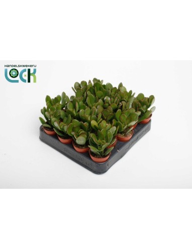 Crassula Ovata Argentea M5.5 Suculenta Resistente para Interiores y Exteriores