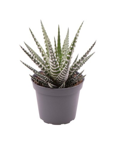 Haworthia Fasciata Big Band M6 suculenta compacta decorativa para interiores