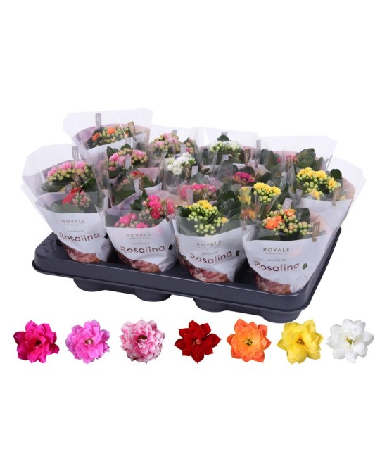 Kalanchoe Bloss Filled Flowers Rosalina M7 Planta Suculenta con Flores Dobles Rosadas