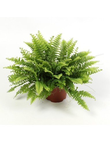 Nephrolepis Ex Boston M12cm Helecho de Interior Elegante y Purificador de Aire