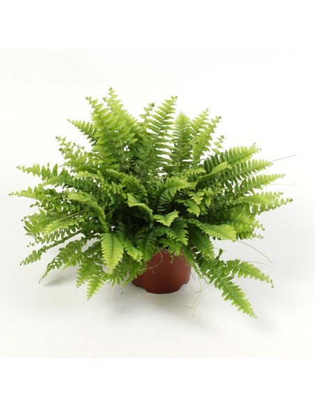 Nephrolepis Ex Boston M12cm Helecho de Interior Elegante y Purificador de Aire