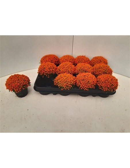 Nertera Granadensis Astrid M8 planta pequeña con frutos anaranjados para interiores