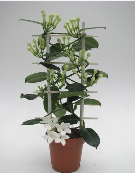 Stephanotis Flor Romance Trellis Blanco M12 | Planta trepadora perfumada para interior