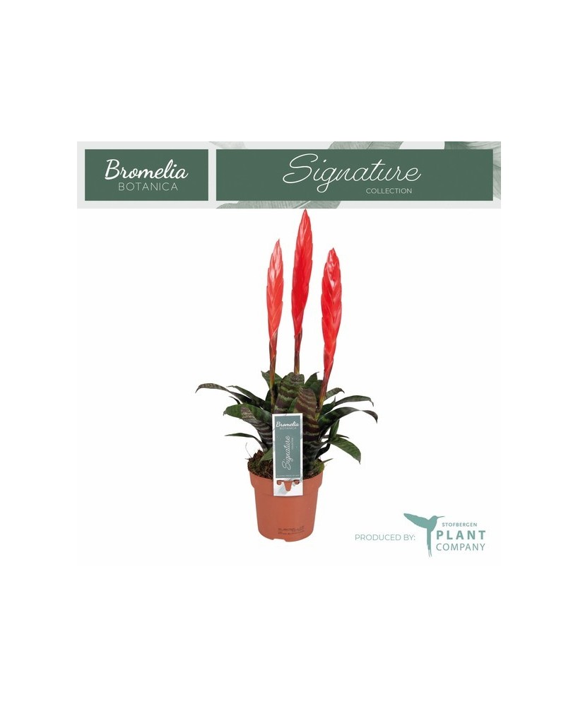 Vriesea Era 3PP M12 Rojo Planta Tropical de Interior Fácil Cuidado