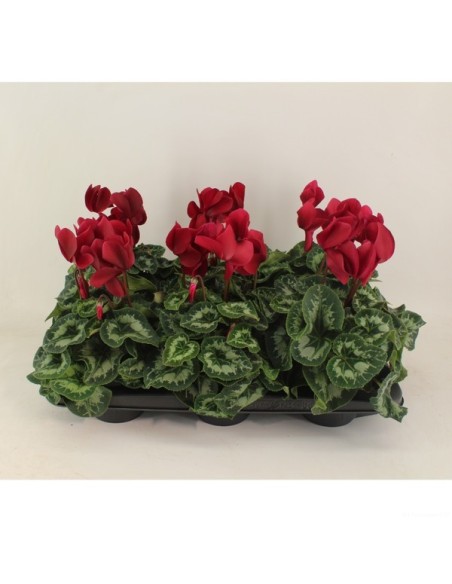 Cyclamen Halios Magenta Wine Red M13 Planta Interior Flores Magenta y Vino