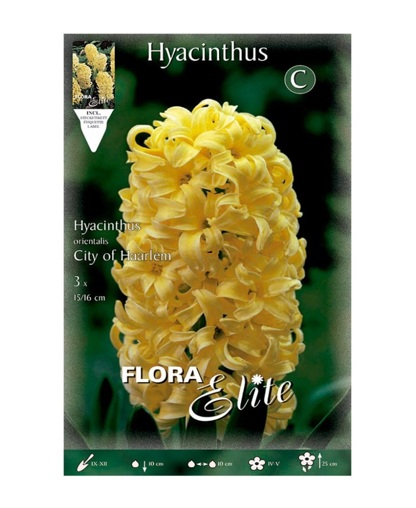 Bulbo Jacinto Amarillo 3UD Batlle flores amarillas vibrantes y fragancia