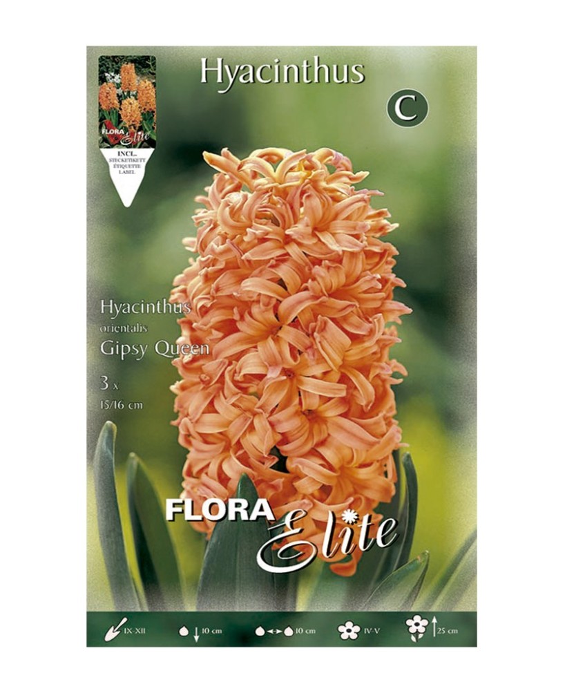 Bulbo Jacinto Naranja Elite 3UD Batlle Flores Vibrantes y Aromáticas