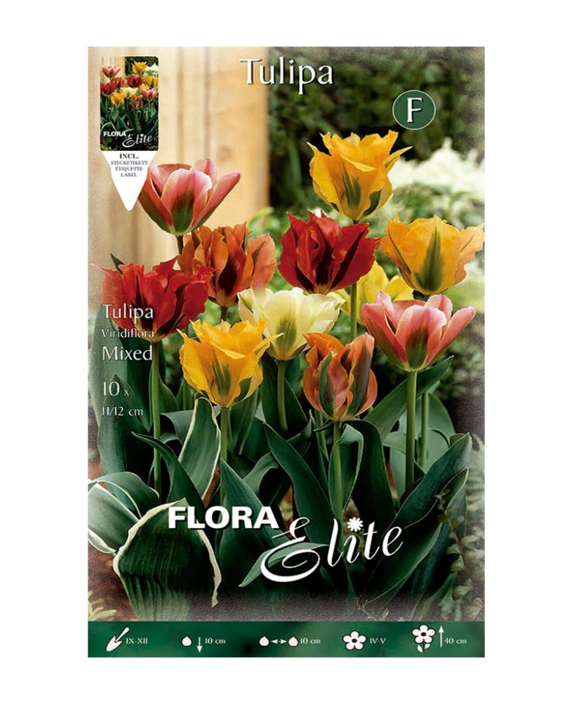 Bulbo Tulipán Viridiflora Mezcla 10UD Batlle Flores Elegantes y Duraderas