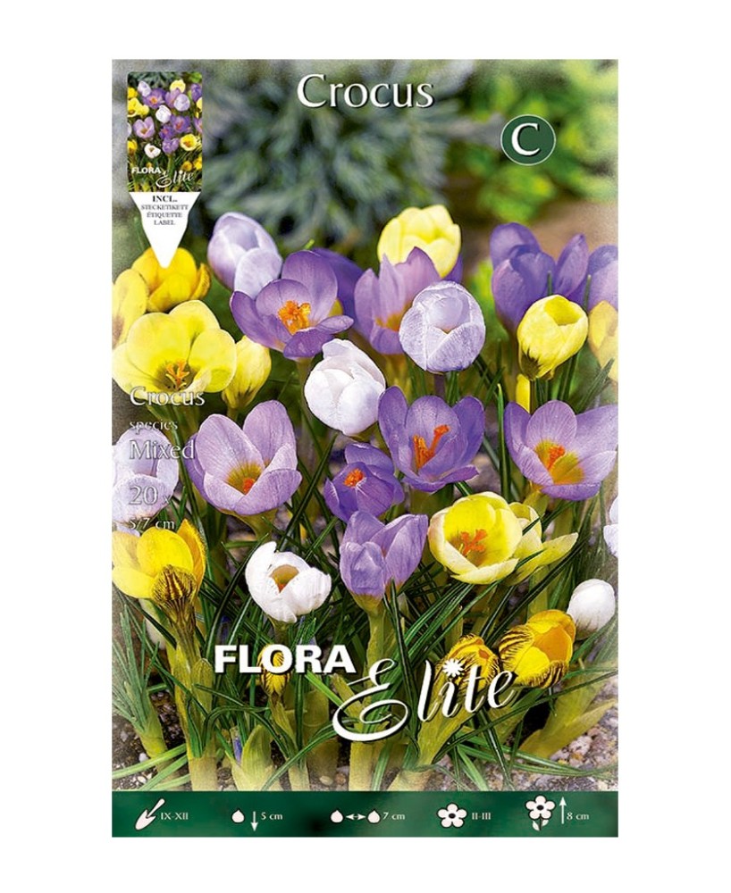 Bulbo Crocus Mezcla Elite 20ud Batlle - Flores tempranas y colores vibrantes