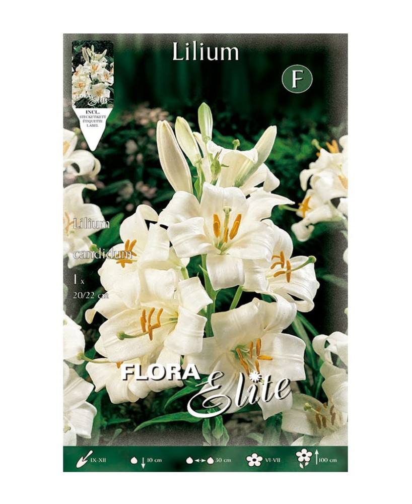 Bulbo Azucena Lilium Candidum Batlle flor blanca aromática para jardín