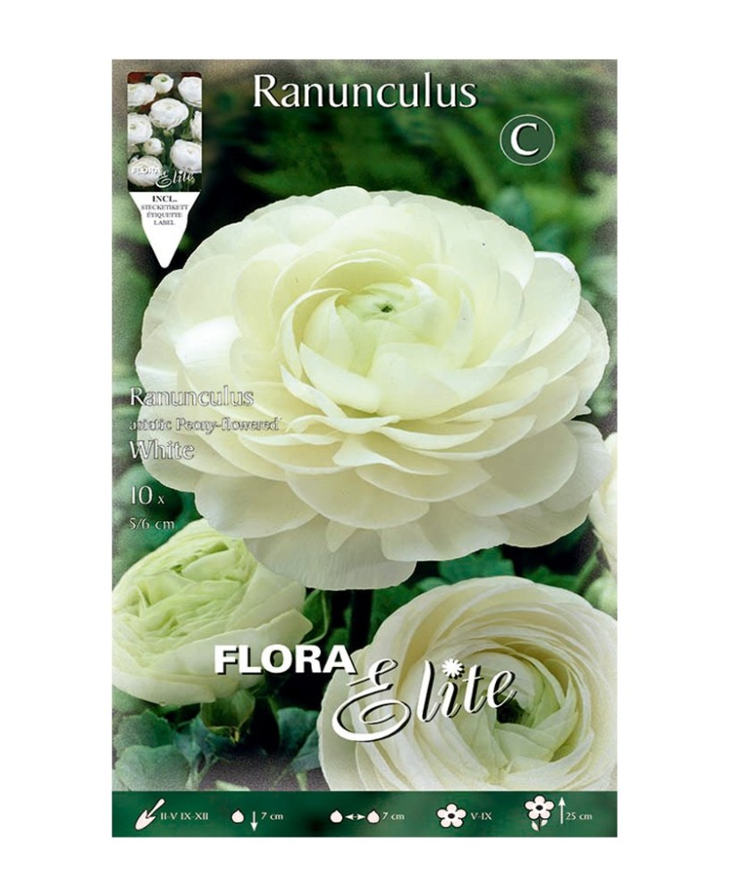 Bulbo Ranúnculo Blanco Elite 10ud Batlle Flores Elegantes para Jardín Primavera