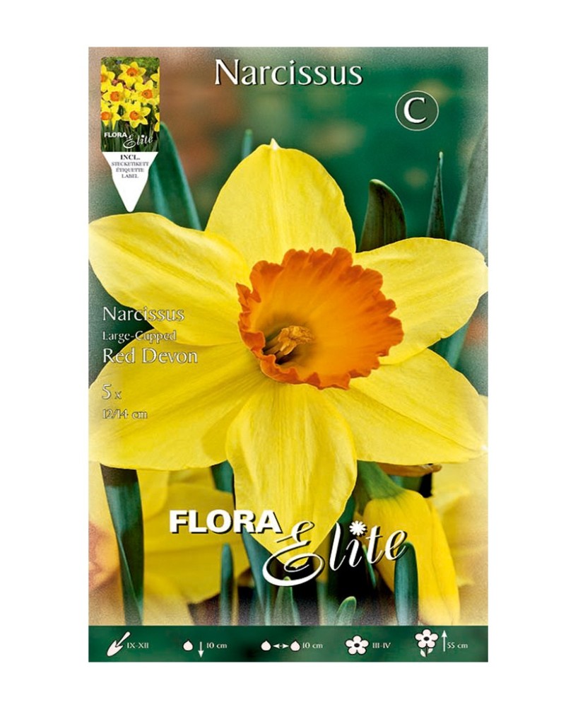 Bulbo Narciso Trompeta Amarillo Naranja Elite 5ud Batlle Flores Primavera Jardín