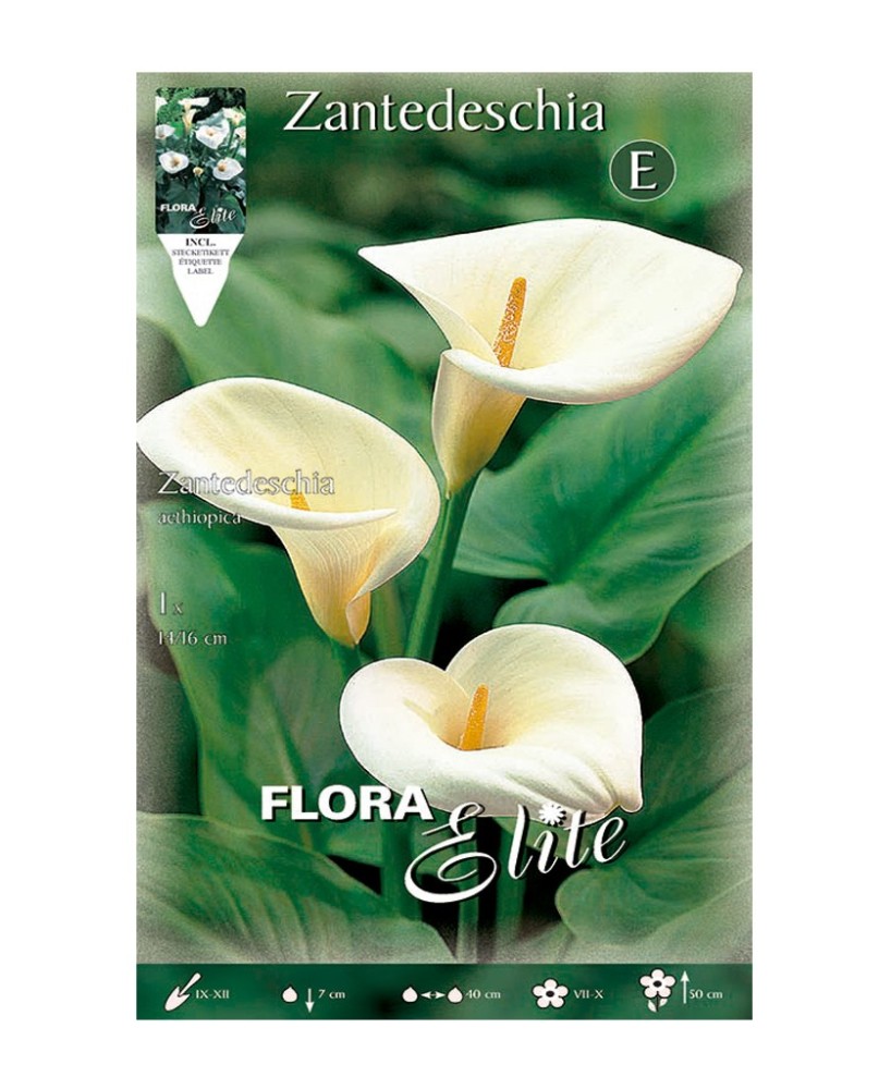 Bulbo Calla Aethiopica Elite 1ud Batlle - Flores blancas elegantes para jardín y interior