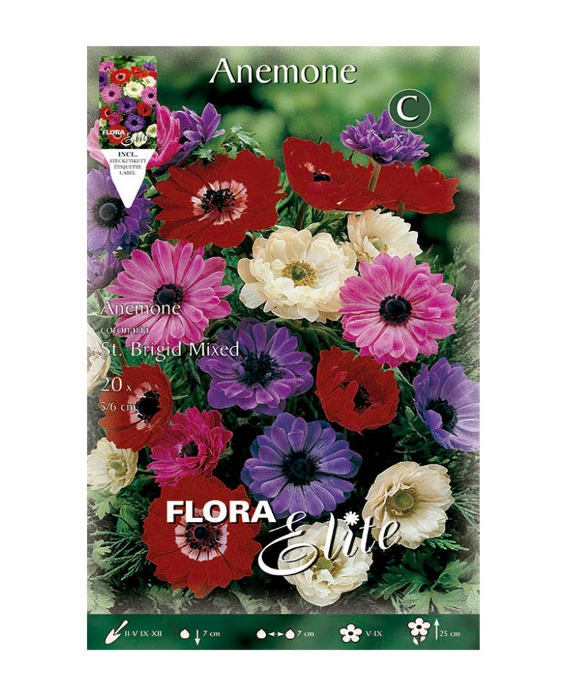 Bulbos Anémona Sta Brigida Mezcla Elite 20ud Batlle Flores Primavera Jardín