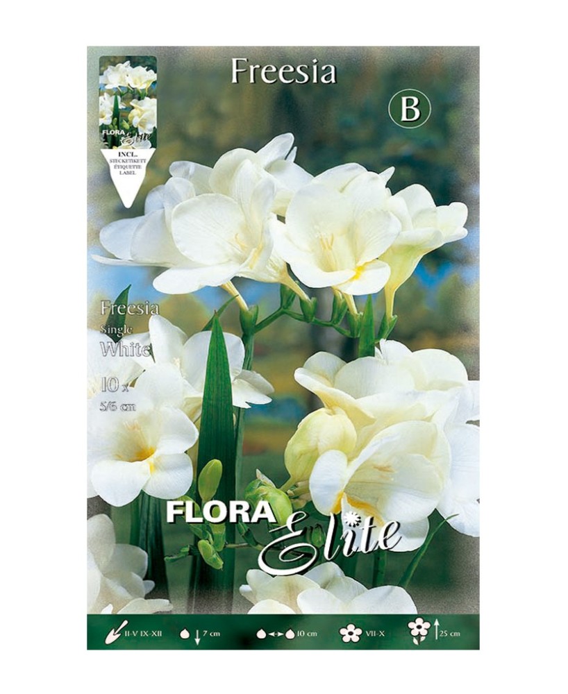 Bulbos Fresia Simple Blanca Elite 10ud Batlle Flores Blancas Perfumadas para Jardín