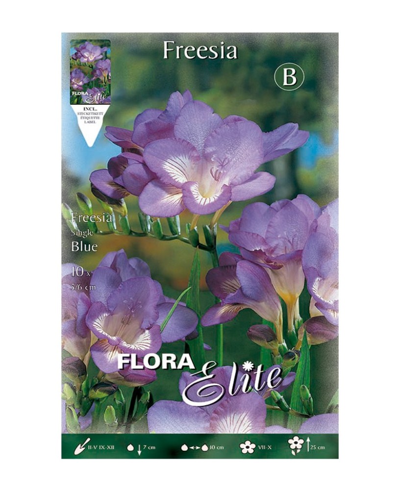 Bulbos Fresia Simple Azul Elite 10ud Batlle Flores Azules Perfumadas Primavera Verano