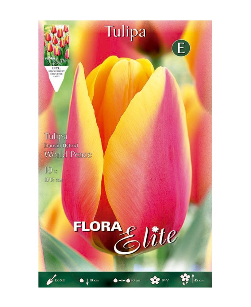 Bulbo Tulipán Darwin Rojo Borde Amarillo Elite 10ud Batlle | Endanea Garden
