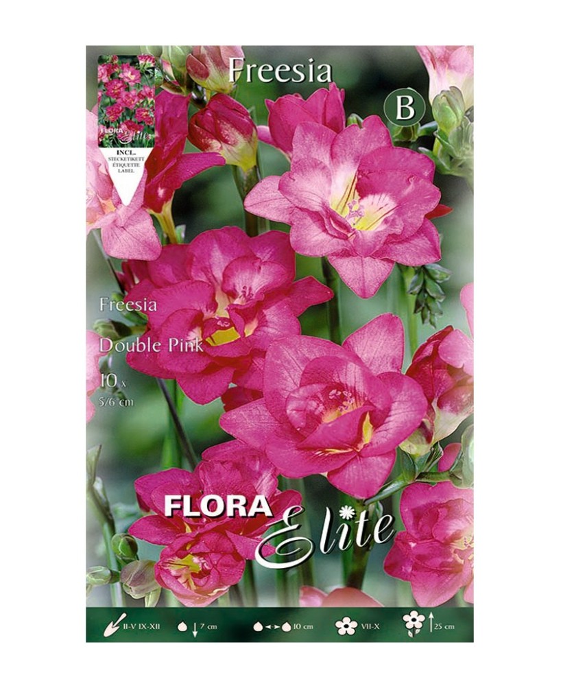 Bulbo Fresia Doble Violeta Elite 10ud Batlle Flores Aromáticas y Resistentes