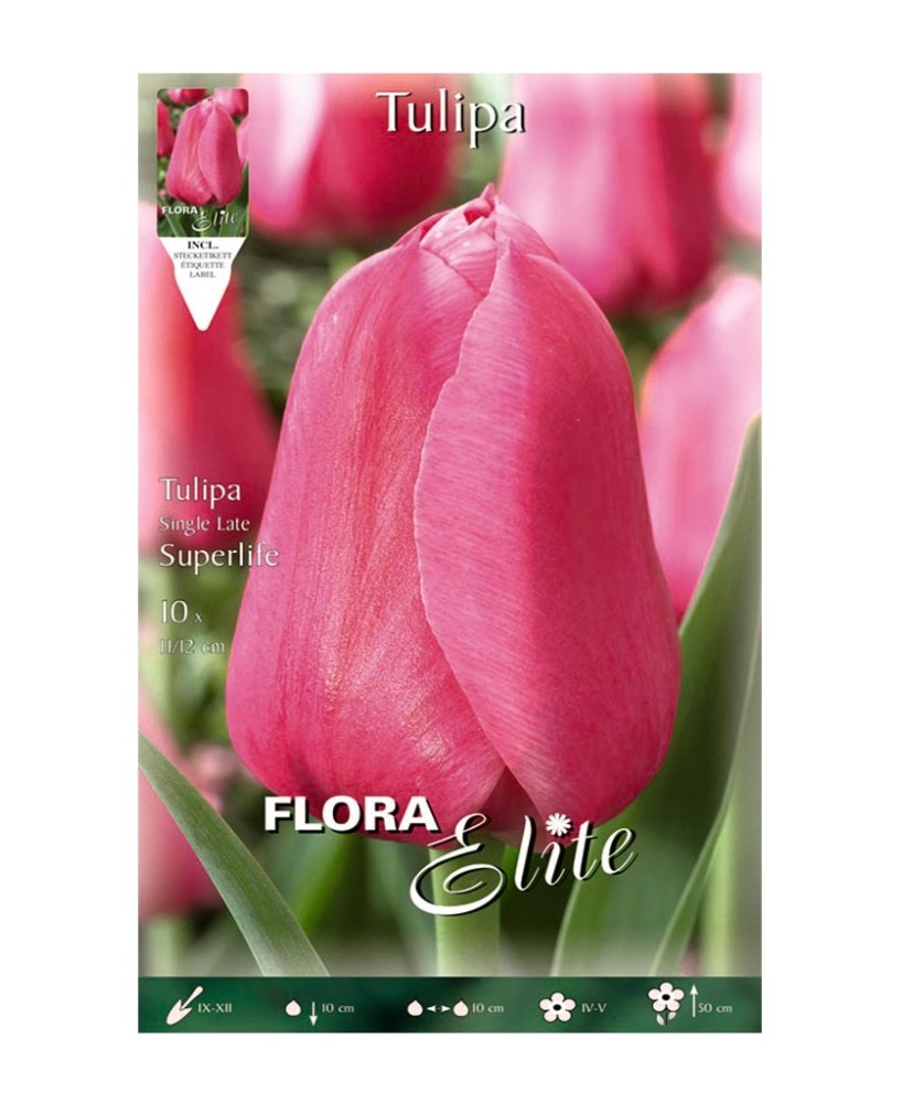 Bulbo Tulipán Rosa Fuerte Elite 10ud Batlle para Jardín y Macetas