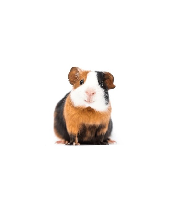 COBAYA DE PELO LISO, Cavia porcellus