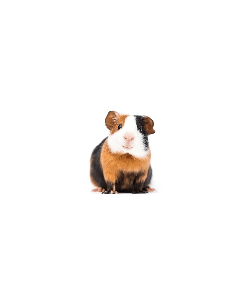 COBAYA DE PELO LISO, Cavia porcellus