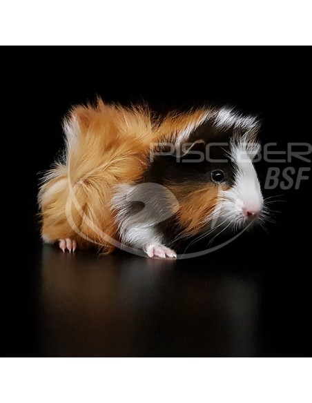 COBAYA DE PELO RIZADO, Cavia porcellus