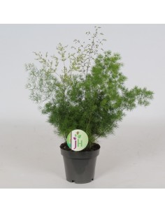 Asparagus Setaceus Plumosus M12 planta ornamental con follaje plumoso para interiores
