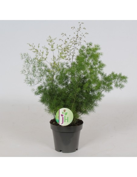 Asparagus Setaceus Plumosus M12 planta ornamental con follaje plumoso para interiores