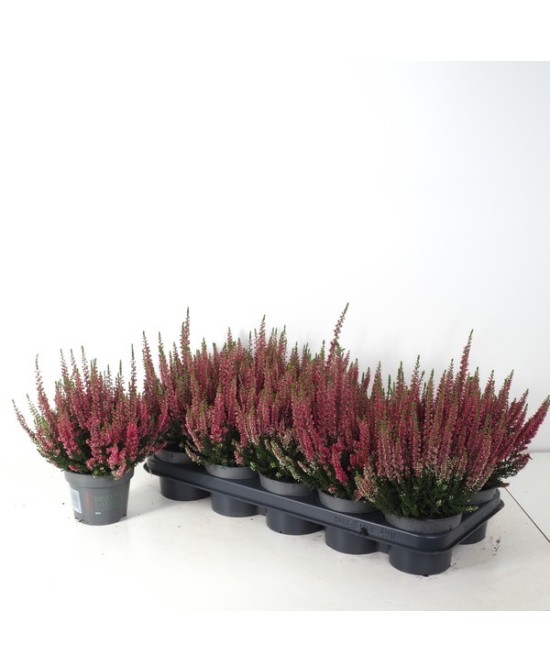 Calluna Beauty Ladies Red M12 Planta Ornamental Roja Maceta 12 cm Resistente