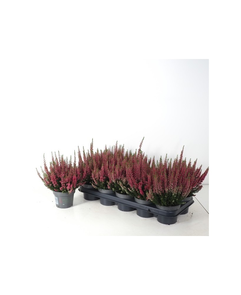 Calluna Beauty Ladies Red M12 Planta Ornamental Roja Maceta 12 cm Resistente