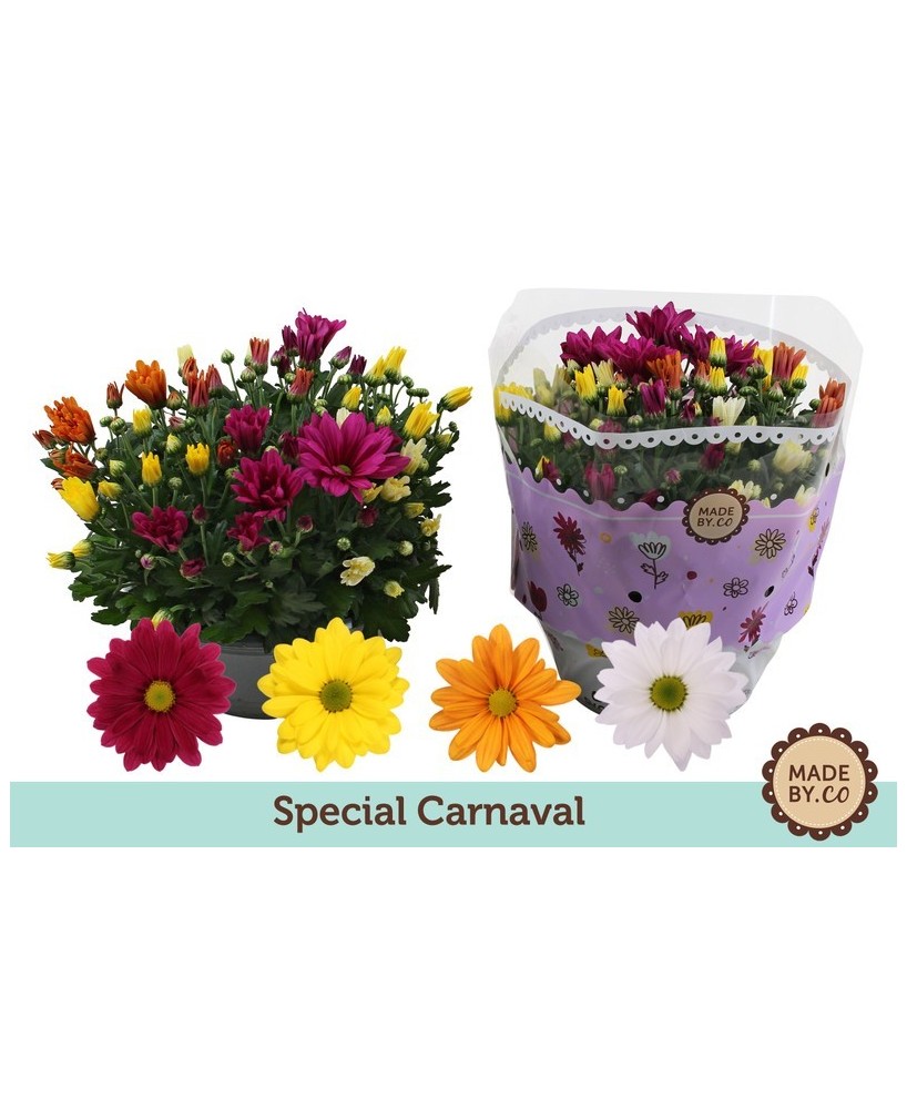 Chrysanthemum Ind Carnaval Bowl M23 planta ornamental maceta 23 cm colores vibrantes interior exterior