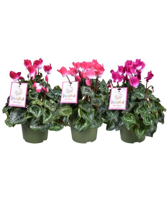 Cyclamen Indiaka Mix M13 Planta Ornamental Flores Vibrantes para Interior y Exterior