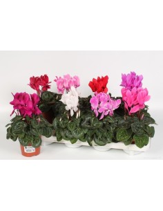 Cyclamen SS Allure Midi Flower M10.5 Planta Ornamental para Interiores y Exteriores Protegidos