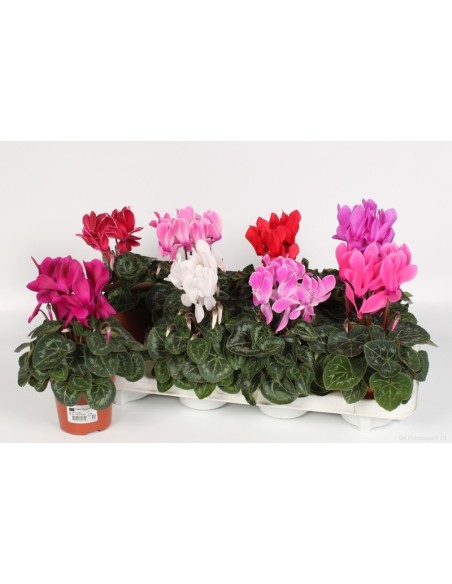 Cyclamen SS Allure Midi Flower M10.5 Planta Ornamental para Interiores y Exteriores Protegidos
