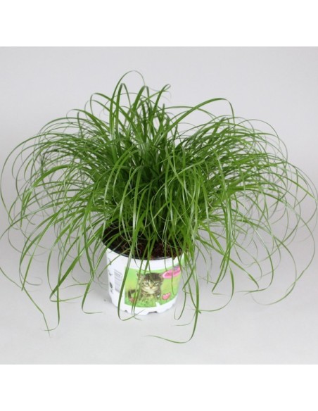 Cyperus Zumula M12 para mascotas - Planta segura para gatos | Endanea Garden