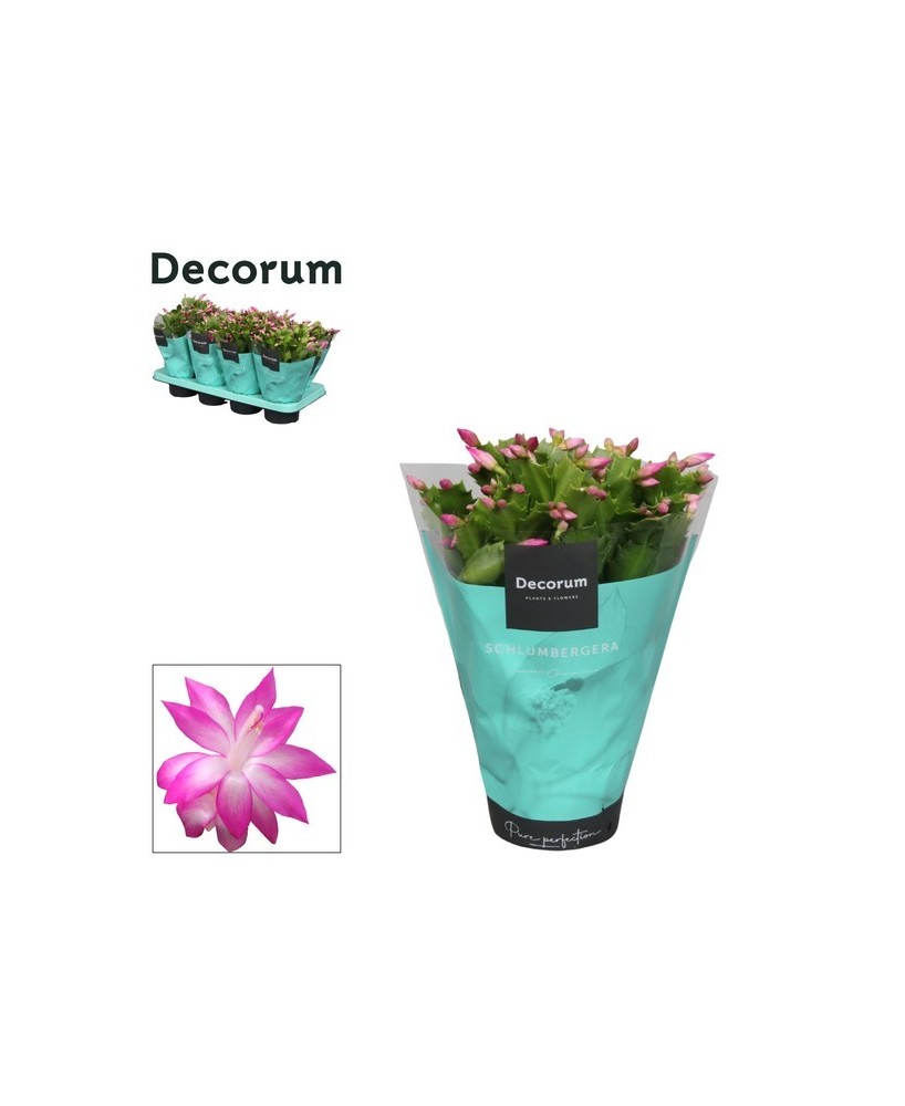 Schlumbergera Naomi Rosa M13 | Cactus de Navidad con floración invernal
