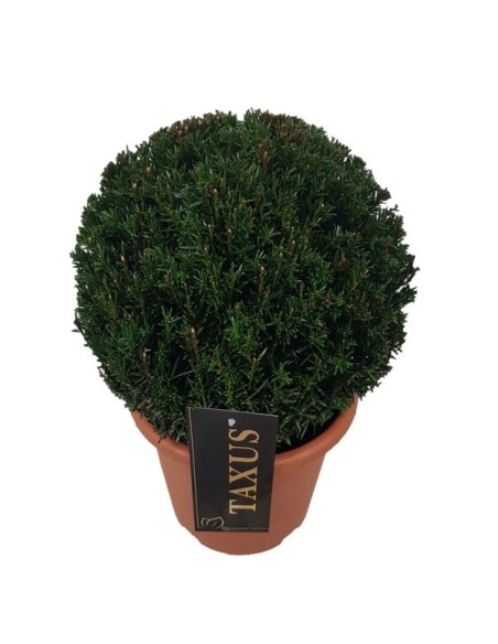 Taxus Baccata Ball 25/30 M20 arbusto ornamental perenne para jardines y terrazas