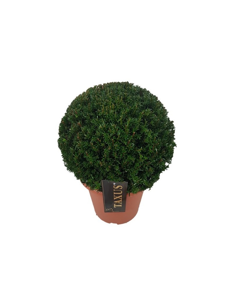 Taxus Baccata Ball 30 35 CM M24 Arbusto Ornamental Hoja Perenne para Jardín