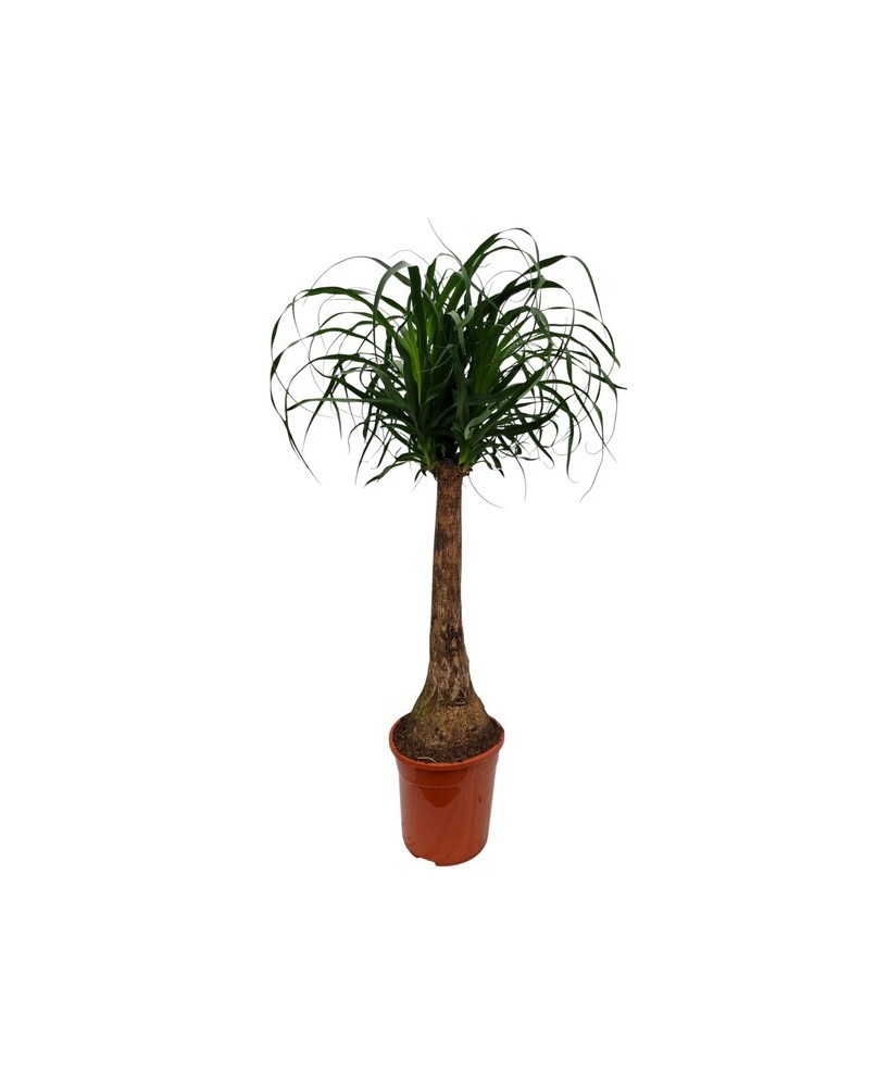 Beaucarnea Nolina Recurvata M24 árbol de la botella planta ornamental elegante y resistente