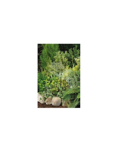 Euonymus japonicus 2.5L Arbusto Ornamental de Follaje Perenne y Compacto