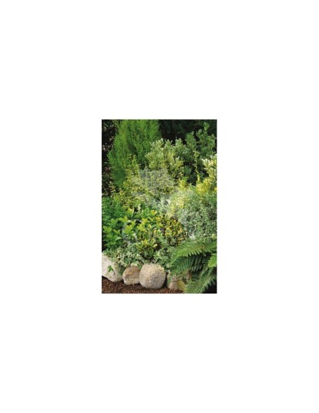Euonymus japonicus 2.5L Arbusto Ornamental de Follaje Perenne y Compacto