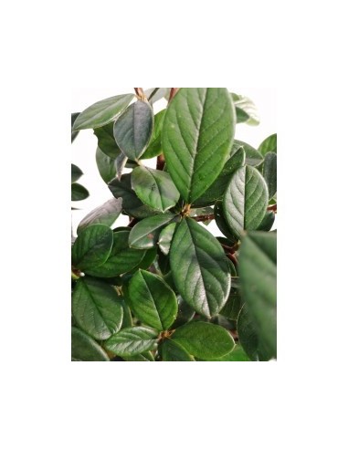 COTONEASTER LACTEUS 3L