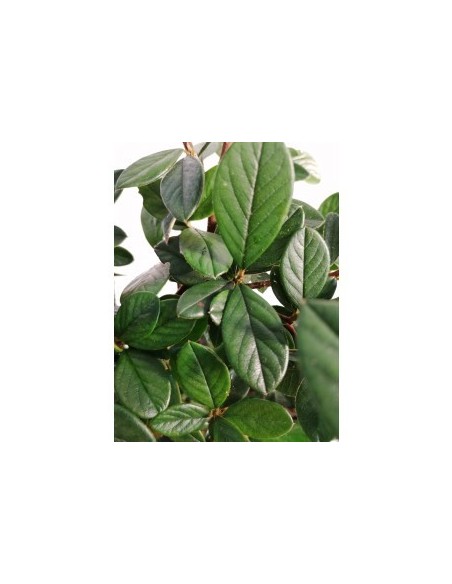 COTONEASTER LACTEUS 3L
