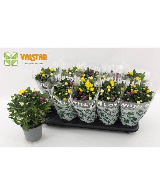 Chrysanthemum Ind Da Vinci Carnaval M12 planta ornamental multicolor para jardines y terrazas